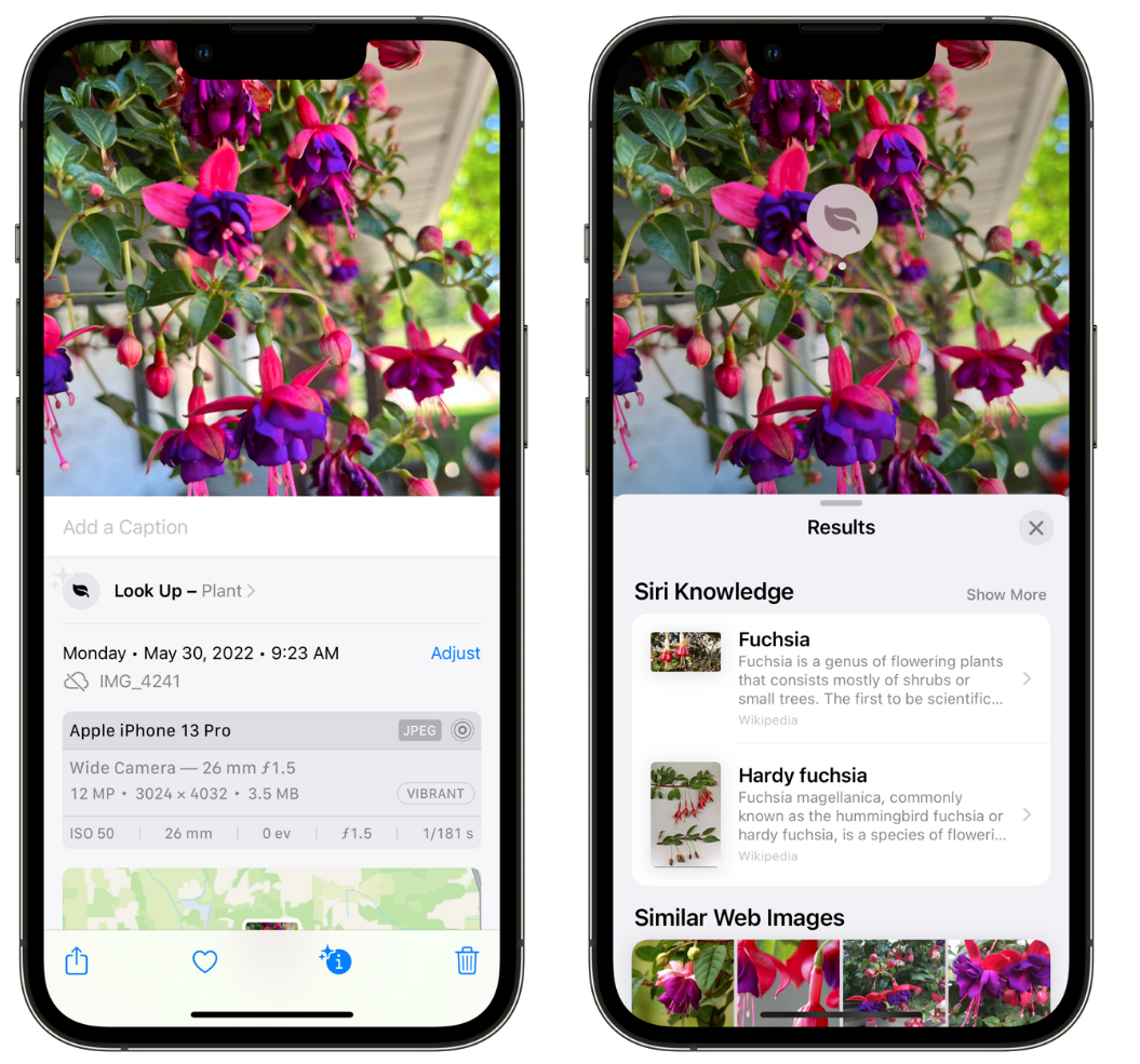 营根镇苹果手机维修分享小技巧：使用 iPhone 相机识别花卉植物 